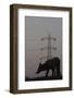 Urban Red Fox (Vulpes Vulpes) Silhouetted with an Electricity Pylon in the Distance-Geslin-Framed Photographic Print