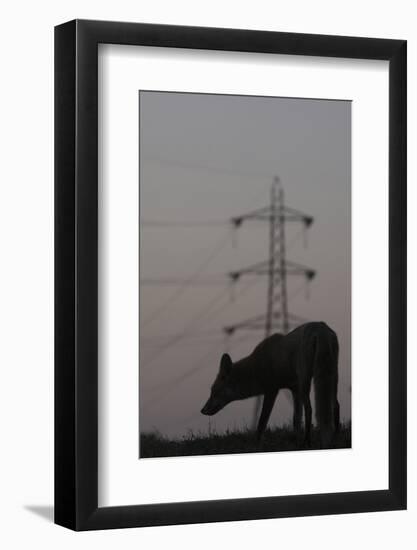 Urban Red Fox (Vulpes Vulpes) Silhouetted with an Electricity Pylon in the Distance-Geslin-Framed Photographic Print