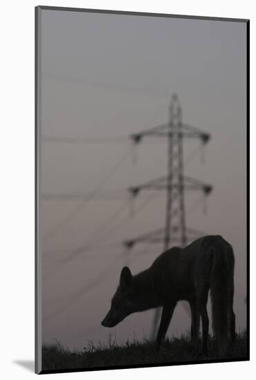 Urban Red Fox (Vulpes Vulpes) Silhouetted with an Electricity Pylon in the Distance-Geslin-Mounted Photographic Print