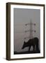 Urban Red Fox (Vulpes Vulpes) Silhouetted with an Electricity Pylon in the Distance-Geslin-Framed Photographic Print