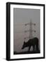 Urban Red Fox (Vulpes Vulpes) Silhouetted with an Electricity Pylon in the Distance-Geslin-Framed Photographic Print