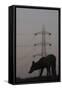 Urban Red Fox (Vulpes Vulpes) Silhouetted with an Electricity Pylon in the Distance-Geslin-Framed Stretched Canvas