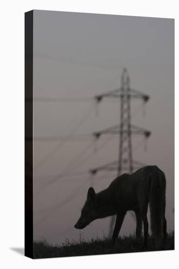 Urban Red Fox (Vulpes Vulpes) Silhouetted with an Electricity Pylon in the Distance-Geslin-Stretched Canvas