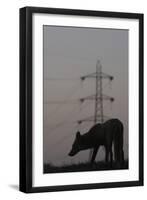 Urban Red Fox (Vulpes Vulpes) Silhouetted with an Electricity Pylon in the Distance-Geslin-Framed Premium Photographic Print