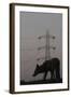 Urban Red Fox (Vulpes Vulpes) Silhouetted with an Electricity Pylon in the Distance-Geslin-Framed Photographic Print