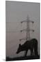 Urban Red Fox (Vulpes Vulpes) Silhouetted with an Electricity Pylon in the Distance-Geslin-Mounted Photographic Print