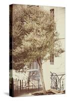 Urban Tree-Steve Allsopp-Stretched Canvas