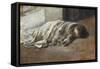 Urchin Asleep-Antonio Munoz Degrain-Framed Stretched Canvas