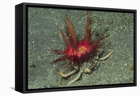 Urchin Carry Crab with Radiant Seas Urchin-Hal Beral-Framed Stretched Canvas
