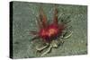 Urchin Carry Crab with Radiant Seas Urchin-Hal Beral-Stretched Canvas