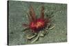 Urchin Carry Crab with Radiant Seas Urchin-Hal Beral-Stretched Canvas