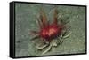 Urchin Carry Crab with Radiant Seas Urchin-Hal Beral-Framed Stretched Canvas