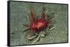 Urchin Carry Crab with Radiant Seas Urchin-Hal Beral-Framed Stretched Canvas