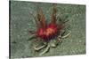 Urchin Carry Crab with Radiant Seas Urchin-Hal Beral-Stretched Canvas