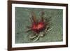 Urchin Carry Crab with Radiant Seas Urchin-Hal Beral-Framed Photographic Print