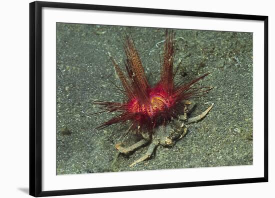 Urchin Carry Crab with Radiant Seas Urchin-Hal Beral-Framed Photographic Print