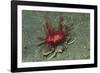 Urchin Carry Crab with Radiant Seas Urchin-Hal Beral-Framed Photographic Print