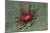 Urchin Carry Crab with Radiant Seas Urchin-Hal Beral-Mounted Photographic Print