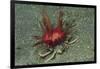 Urchin Carry Crab with Radiant Seas Urchin-Hal Beral-Framed Photographic Print