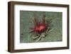 Urchin Carry Crab with Radiant Seas Urchin-Hal Beral-Framed Photographic Print