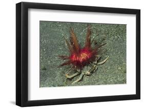 Urchin Carry Crab with Radiant Seas Urchin-Hal Beral-Framed Photographic Print