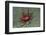 Urchin Carry Crab with Radiant Seas Urchin-Hal Beral-Framed Photographic Print
