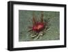 Urchin Carry Crab with Radiant Seas Urchin-Hal Beral-Framed Photographic Print