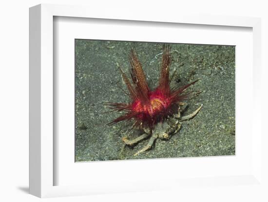 Urchin Carry Crab with Radiant Seas Urchin-Hal Beral-Framed Photographic Print