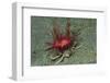 Urchin Carry Crab with Radiant Seas Urchin-Hal Beral-Framed Photographic Print