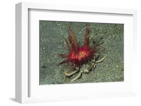 Urchin Carry Crab with Radiant Seas Urchin-Hal Beral-Framed Photographic Print