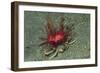 Urchin Carry Crab with Radiant Seas Urchin-Hal Beral-Framed Photographic Print