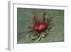 Urchin Carry Crab with Radiant Seas Urchin-Hal Beral-Framed Photographic Print
