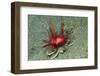 Urchin Carry Crab with Sea Urchin-Hal Beral-Framed Photographic Print