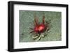 Urchin Carry Crab with Sea Urchin-Hal Beral-Framed Photographic Print