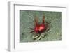 Urchin Carry Crab with Sea Urchin-Hal Beral-Framed Photographic Print