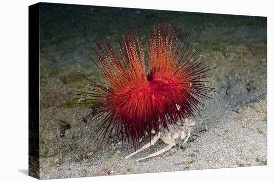 Urchin Crab (Dorippe Frascone) Carrying a Red Sea Urchin (Astropyga Radiata), Lembeh Strait, North-Reinhard Dirscherl-Stretched Canvas