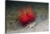 Urchin Crab (Dorippe Frascone) Carrying a Red Sea Urchin (Astropyga Radiata), Lembeh Strait, North-Reinhard Dirscherl-Stretched Canvas