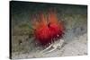 Urchin Crab (Dorippe Frascone) Carrying a Red Sea Urchin (Astropyga Radiata), Lembeh Strait, North-Reinhard Dirscherl-Stretched Canvas