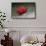 Urchin Crab (Dorippe Frascone) Carrying a Red Sea Urchin (Astropyga Radiata), Lembeh Strait, North-Reinhard Dirscherl-Framed Stretched Canvas displayed on a wall