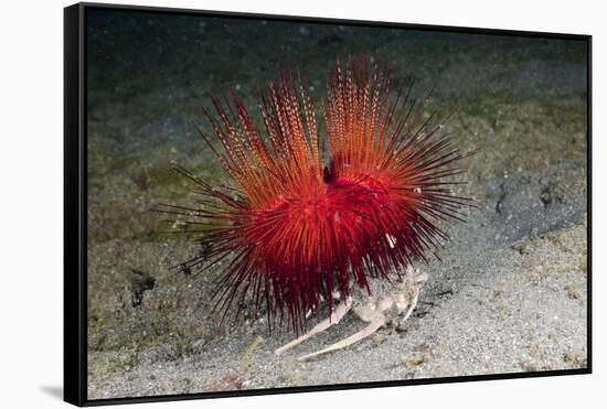 Urchin Crab (Dorippe Frascone) Carrying a Red Sea Urchin (Astropyga Radiata), Lembeh Strait, North-Reinhard Dirscherl-Framed Stretched Canvas