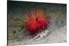 Urchin Crab (Dorippe Frascone) Carrying a Red Sea Urchin (Astropyga Radiata), Lembeh Strait, North-Reinhard Dirscherl-Stretched Canvas