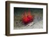 Urchin Crab (Dorippe Frascone) Carrying a Red Sea Urchin (Astropyga Radiata), Lembeh Strait, North-Reinhard Dirscherl-Framed Photographic Print