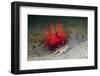 Urchin Crab (Dorippe Frascone) Carrying a Red Sea Urchin (Astropyga Radiata), Lembeh Strait, North-Reinhard Dirscherl-Framed Photographic Print