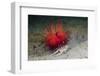 Urchin Crab (Dorippe Frascone) Carrying a Red Sea Urchin (Astropyga Radiata), Lembeh Strait, North-Reinhard Dirscherl-Framed Photographic Print