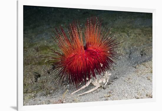 Urchin Crab (Dorippe Frascone) Carrying a Red Sea Urchin (Astropyga Radiata), Lembeh Strait, North-Reinhard Dirscherl-Framed Photographic Print