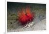 Urchin Crab (Dorippe Frascone) Carrying a Red Sea Urchin (Astropyga Radiata), Lembeh Strait, North-Reinhard Dirscherl-Framed Photographic Print