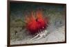 Urchin Crab (Dorippe Frascone) Carrying a Red Sea Urchin (Astropyga Radiata), Lembeh Strait, North-Reinhard Dirscherl-Framed Photographic Print