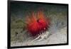 Urchin Crab (Dorippe Frascone) Carrying a Red Sea Urchin (Astropyga Radiata), Lembeh Strait, North-Reinhard Dirscherl-Framed Photographic Print