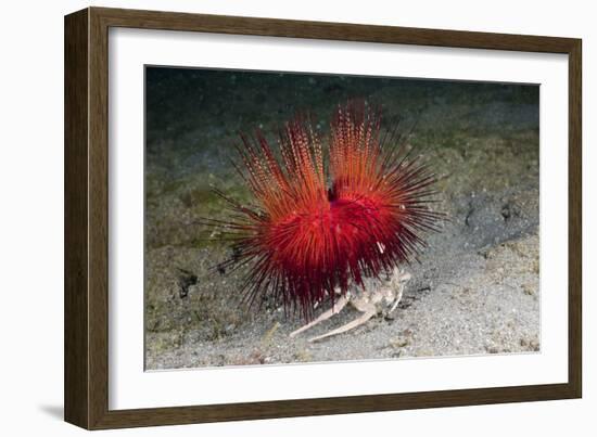 Urchin Crab (Dorippe Frascone) Carrying a Red Sea Urchin (Astropyga Radiata), Lembeh Strait, North-Reinhard Dirscherl-Framed Photographic Print