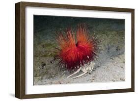 Urchin Crab (Dorippe Frascone) Carrying a Red Sea Urchin (Astropyga Radiata), Lembeh Strait, North-Reinhard Dirscherl-Framed Photographic Print